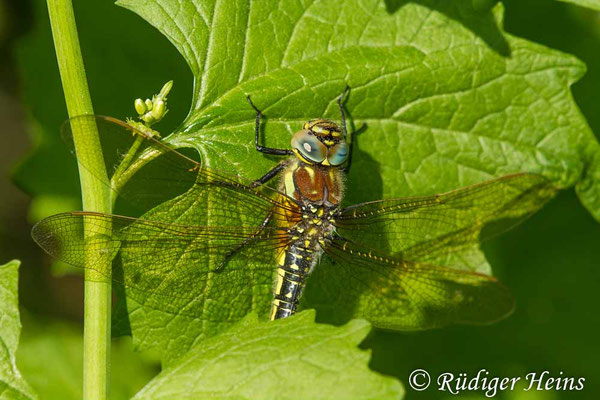 Brachytron pratense, Früher Schilfjäger, Weibchen