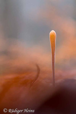 Macrotyphula fistulosa (Röhrige Keule), 26.12.2018