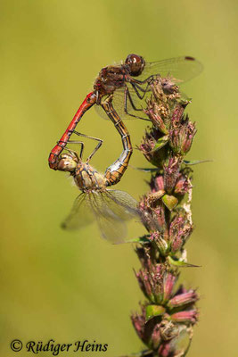 Sympetrum vulgatum (Gemeine Heidelibelle) Paarung, 8.9.2021