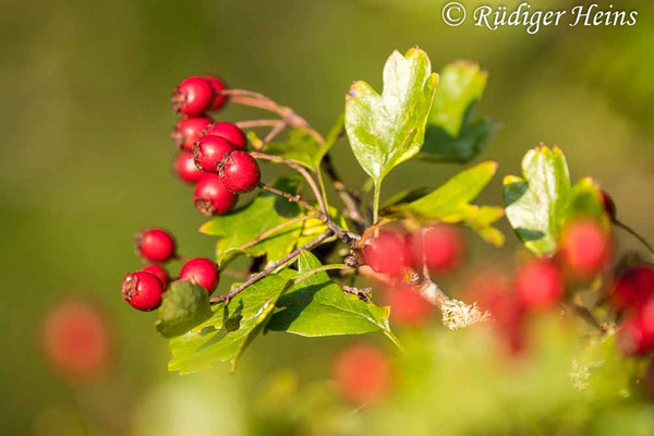 Crataegus monogyna (Eingriffeliger Weißdorn)