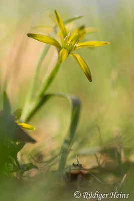 Gagea pratensis (Wiesen-Gelbstern), 6.4.2023