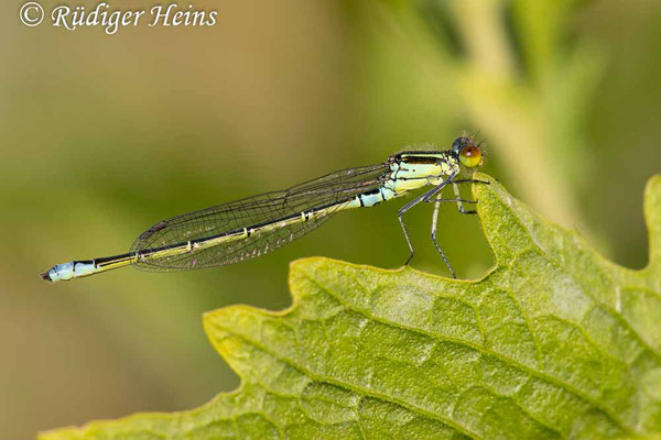 Coenagrion scitulum (Gabel-Azurjungfer) Weibchen, 21.5.2024