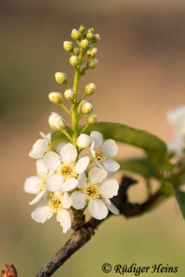 Prunus padus (Gewöhnliche Traubenkirsche)