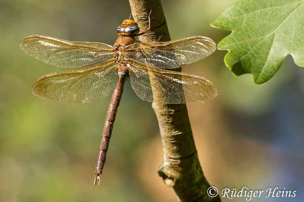 Aeshna grandis, Braune Mosaikjungfer, Männchen