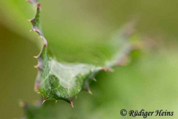 Sonchus asper (Raue Gänsedistel), 7.6.2025