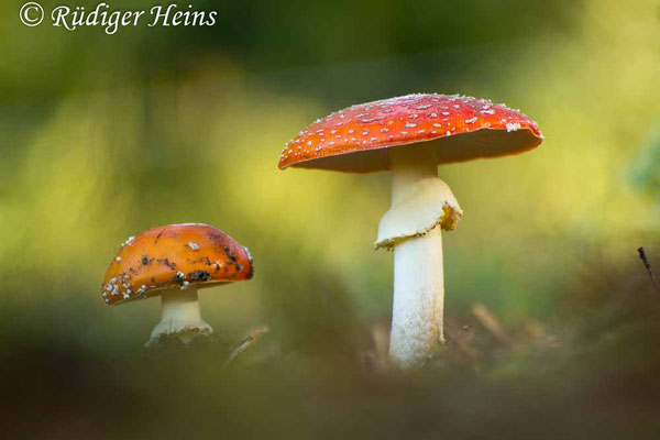 Amanita muscaria (Fliegenpilz), 6.10.2019