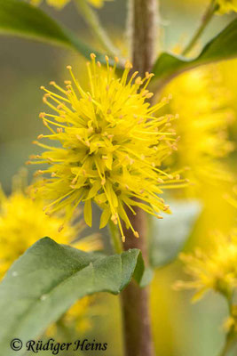 Lysimachia thyrsiflora (Strauß-​Gilbweiderich)