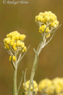 Helichrysum arenarium (Sand-Strohblume)