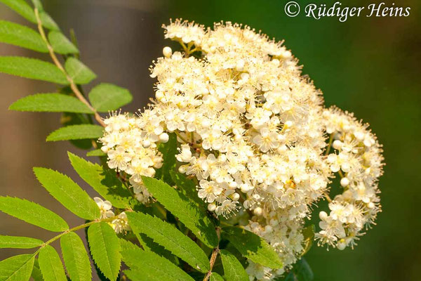 Sorbus aucuparia (Vogelbeere oder Eberesche)