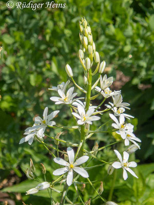 Anthericum liliago (Traubige Graslilie), 18.6.2023