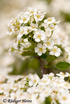 Crataegus monogyna (Eingriffeliger Weißdorn), 15.5.2019