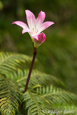Amaryllis belladonna (Belladonnalilie)