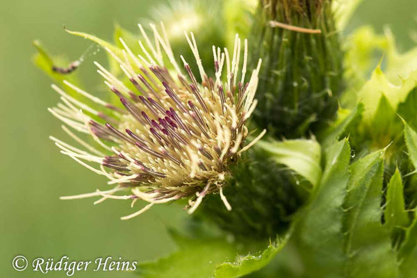 Cirsium oleraceum (Kohl-Kratzdistel)