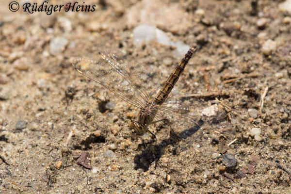 Brachythemis impartita, Treuer Kurzpfeil, Weibchen
