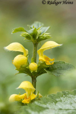 Lamium galeobdolon (Gewöhnliche Goldnessel), 24.4.2022