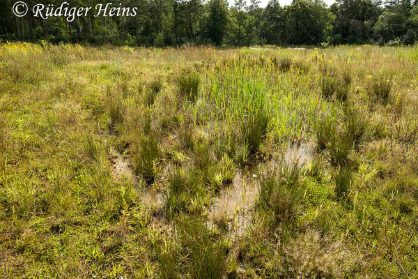 Lestes dryas (Glänzende Binsenjungfer) Habitat, 22.8.2023