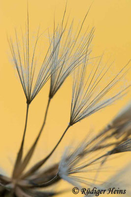 Tragopogon pratensis (Wiesen-Bocksbart)