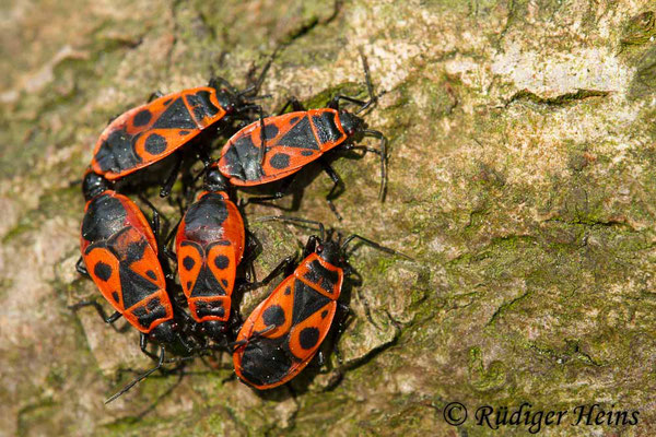 Pyrrhocoris apterus (Gemeine Feuerwanze), 21.4.2018