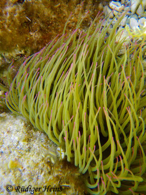 Anemonia sulcata (Wachsrose)