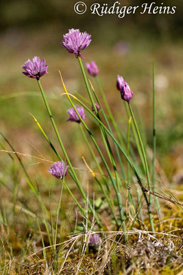 Allium schoenoprasum (Schnittlauch), 2.6.2014
