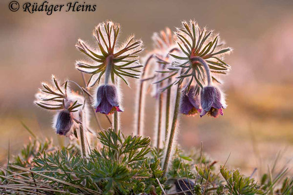 Pulsatilla pratensis (Wiesen-Kuhschelle), 23.4.2011