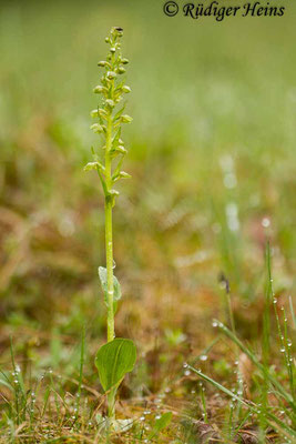 Dactylorhiza viridis (Grüne Hohlzunge), 2.5.2014