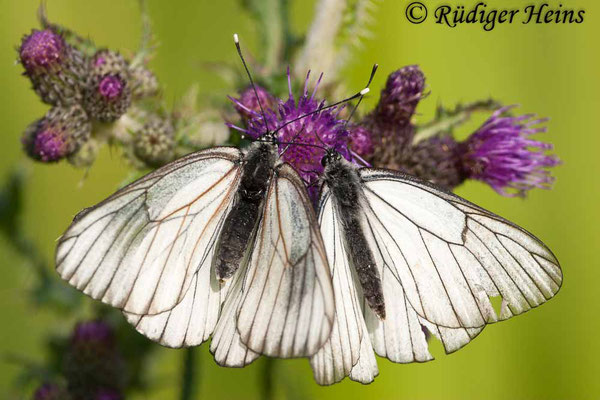 Aporia crataegi (Baum-Weißling), 13.6.2010