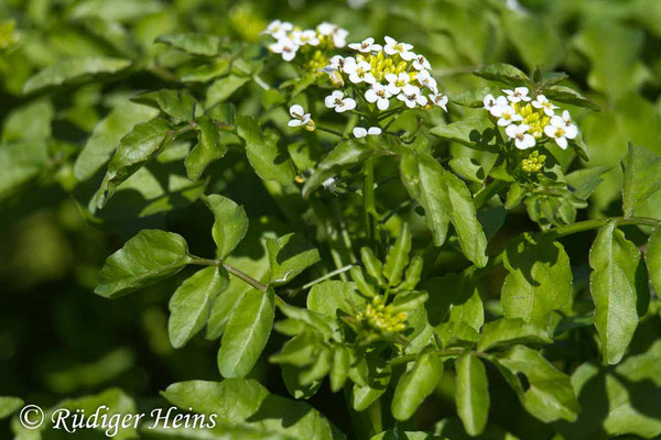 Nasturtium officinale (Echte Brunnenkresse), 2.6.2020