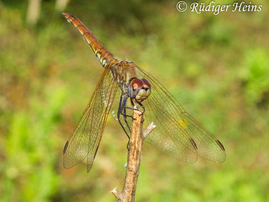 Trithemis annulata (Violetter Sonnenzeiger) Weibchen
