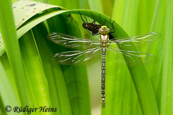 Aeshna cyanea, Blaugrüne Mosaikjungfer, frisch geschlüpftes Männchen