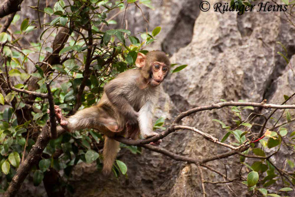 Macaca mulatta (Rhesusaffe), 12.1.2018