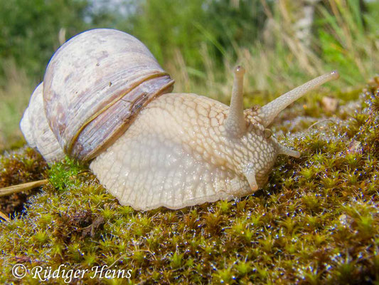 Helix pomatia (Weinbergschnecke), 19.4.2014