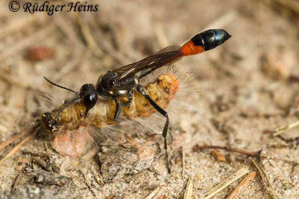 Ammophila sabulosa (Gemeine Sandwespe), 29.7.2016