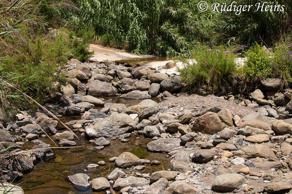 Trithemis kyrbii (Gefleckter Sonnenzeiger) Habitat in Südspanien, 16.7.2011