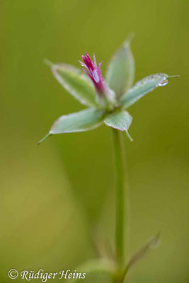 Geranium palustre (Sumpf-Storchschnabel), 16.8.2023