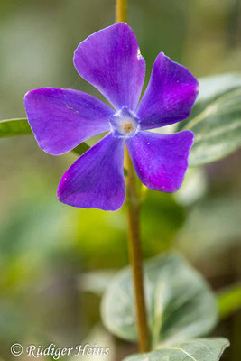 Vinca major (Großes Immergrün), 3.5.2021