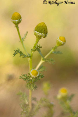 Matricaria discoidea (Strahlenlose Kamille)