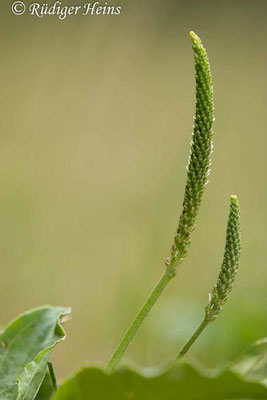 Plantago major (Breitwegerich), 17.7.2022