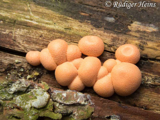  Lycogala epidendrum (Blutmilchpilz), 26.5.2020