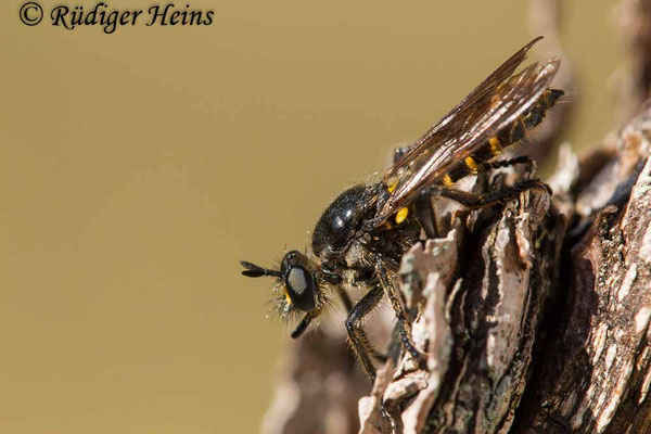 Choerades marginata (Gemeine Mordfliege) Weibchen, 29.8.2020