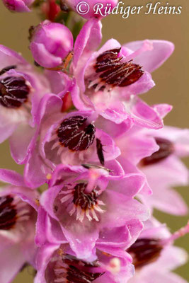 Calluna vulgaris, Besenheide