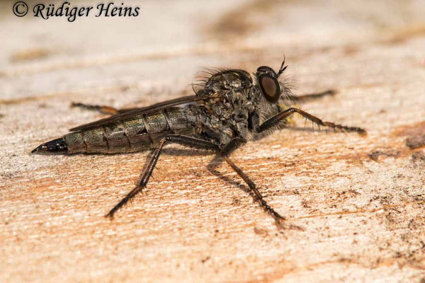 Tolmerus pyragra (Kleine Raubfliege) Weibchen