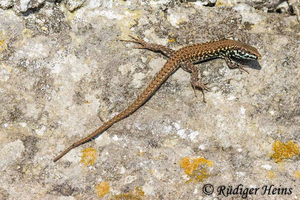 Podarcis milensis (Milos-Mauereidechse)