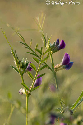 Vicia sativa (Futterwicke)