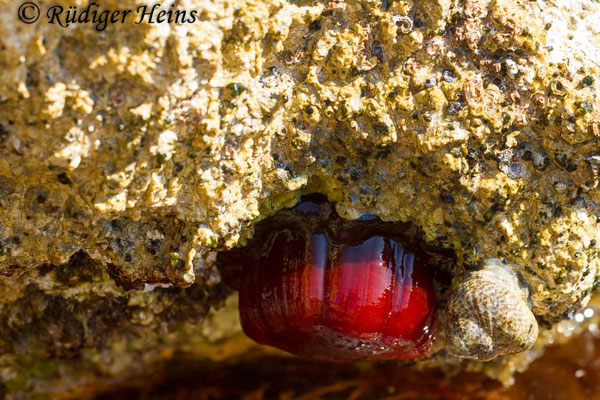 Actinia equina (Pferdeaktinie)