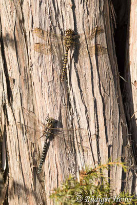 Aeshna subarctica, Hochmoor-Mosaikjungfer, Männchen & Weibchen