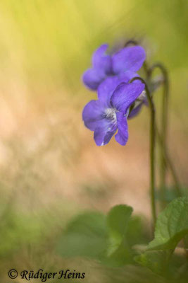 Viola riviniana (Hain-Veilchen), 28.4.2022