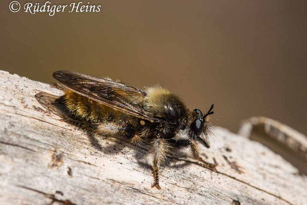 Laphria flava (Gelbe Mordfliege) Weibchen, 29.4.2025