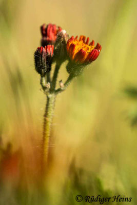 Hieracium aurantiacum (Orangerotes Habichtskraut), 12.6.2022