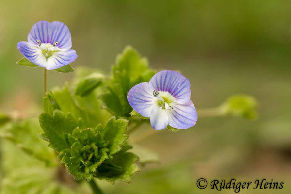 Veronica persica (Persischer Ehrenpreis), 12.4.2015